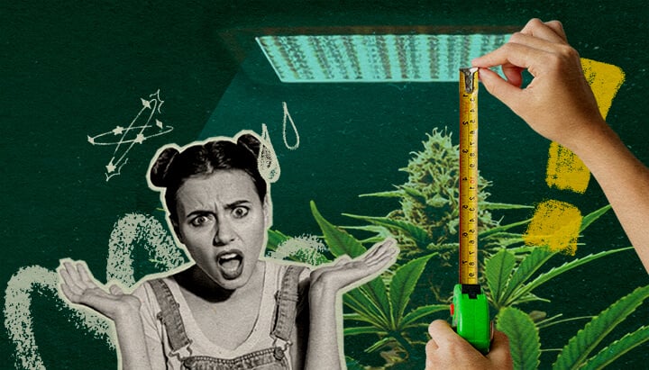 Perché la Distanza della Luce È Importante: Immagine Configurazione Luce Pianta di cannabis con luce di coltivazione e metro, evidenziando l'importanza della distanza della luce per la salute della pianta su sfondo verde scuro, ideale per consigli di coltivazione di cannabis.