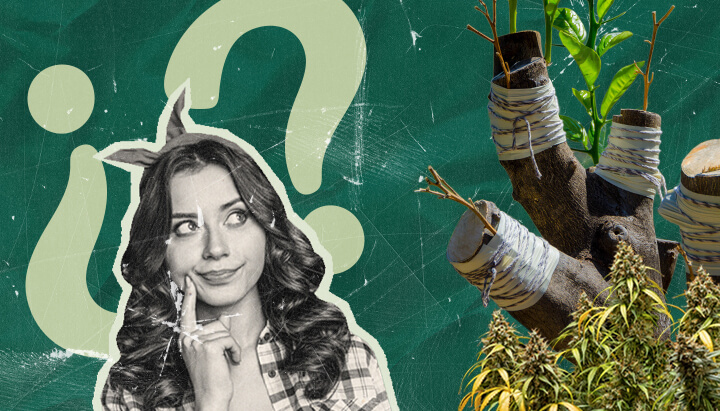 Perché Innestare Piante di Marijuana? Esplorando i Vantaggi Scopri le ragioni per innestare piante di marijuana. Esplora i vantaggi di questa antica tecnica per la coltivazione della cannabis, interessante sia per i ricercatori che per i coltivatori domestici.