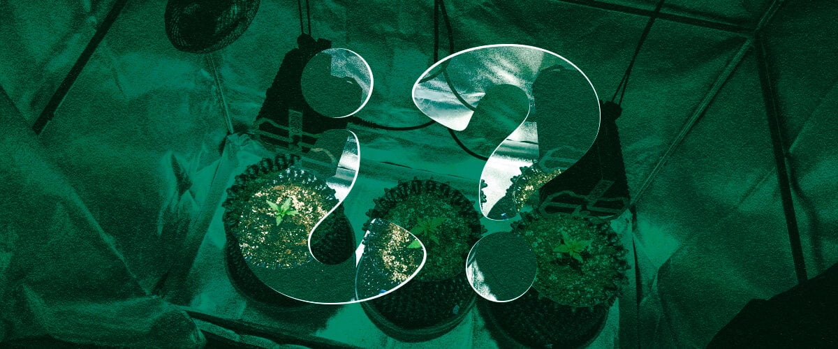 Perché Usare una Grow Box per la Cannabis? Vantaggi delle Strutture per la Coltivazione Indoor Scopri i vantaggi dell'utilizzo di una grow box per la coltivazione indoor di cannabis. Esplora i benefici come il controllo del clima ottimizzato, l'efficienza luminosa migliorata, la prevenzione superiore dei parassiti e una maggiore privacy per le tue piante di cannabis.