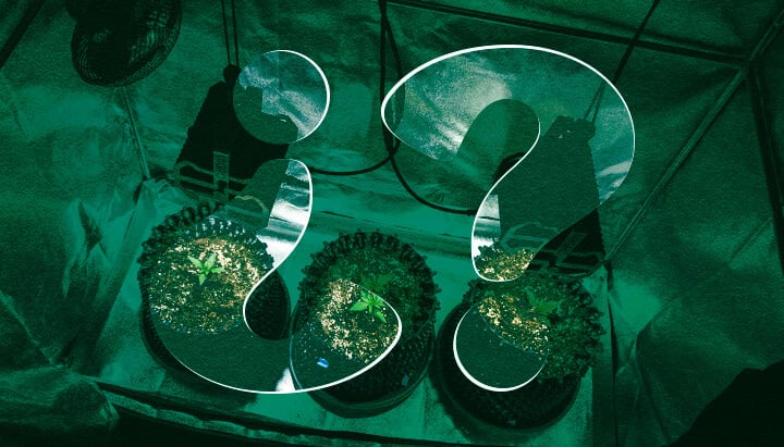 Perché Usare una Grow Box per la Cannabis? Vantaggi delle Strutture per la Coltivazione Indoor Scopri i vantaggi dell'utilizzo di una grow box per la coltivazione indoor di cannabis. Esplora i benefici come il controllo del clima ottimizzato, l'efficienza luminosa migliorata, la prevenzione superiore dei parassiti e una maggiore privacy per le tue piante di cannabis.