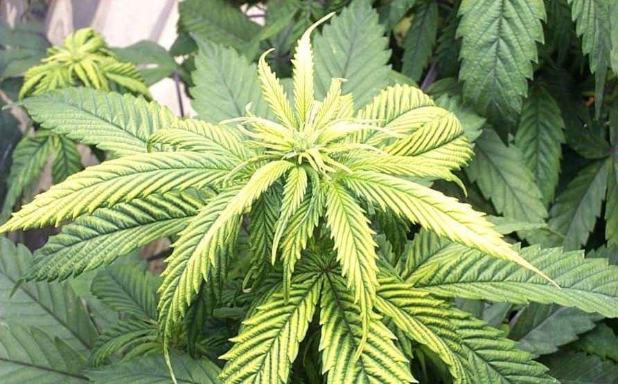 zinco marijuana