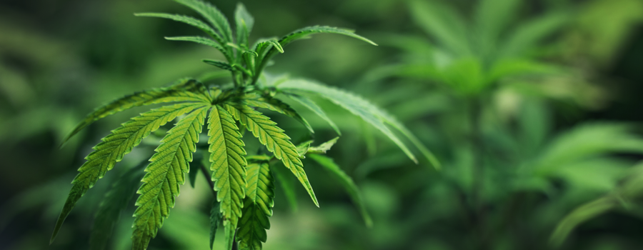 Zinco deficiency cannabis plant