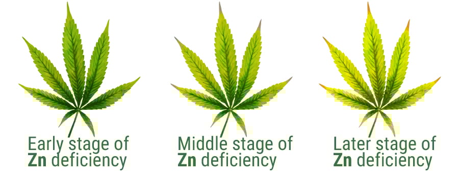 Zinco deficiency cannabis leaves