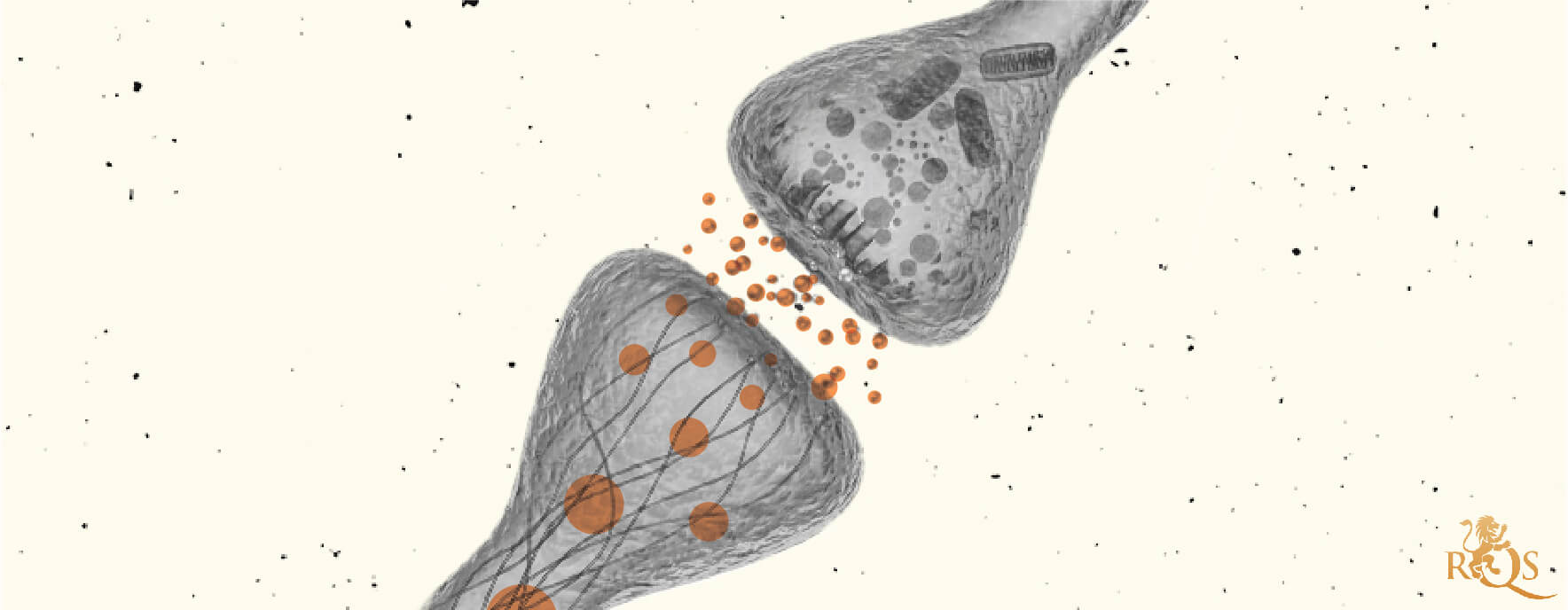 Il sistema endocannabinoide