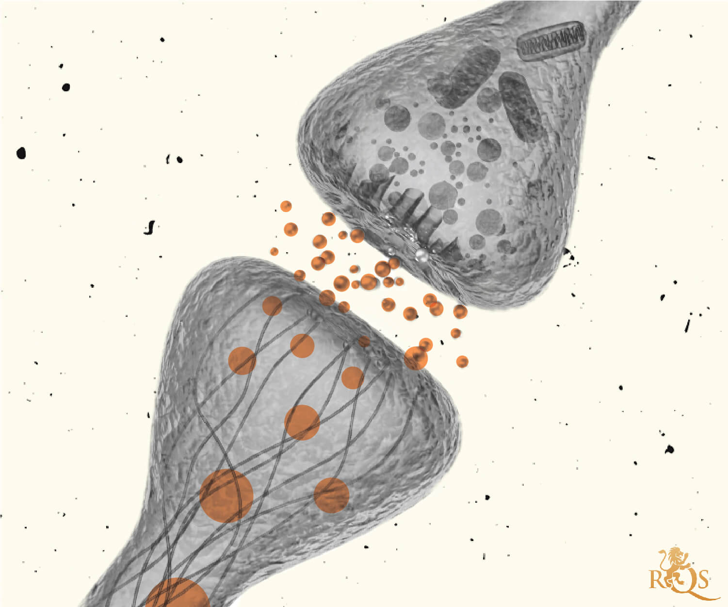 Il sistema endocannabinoide