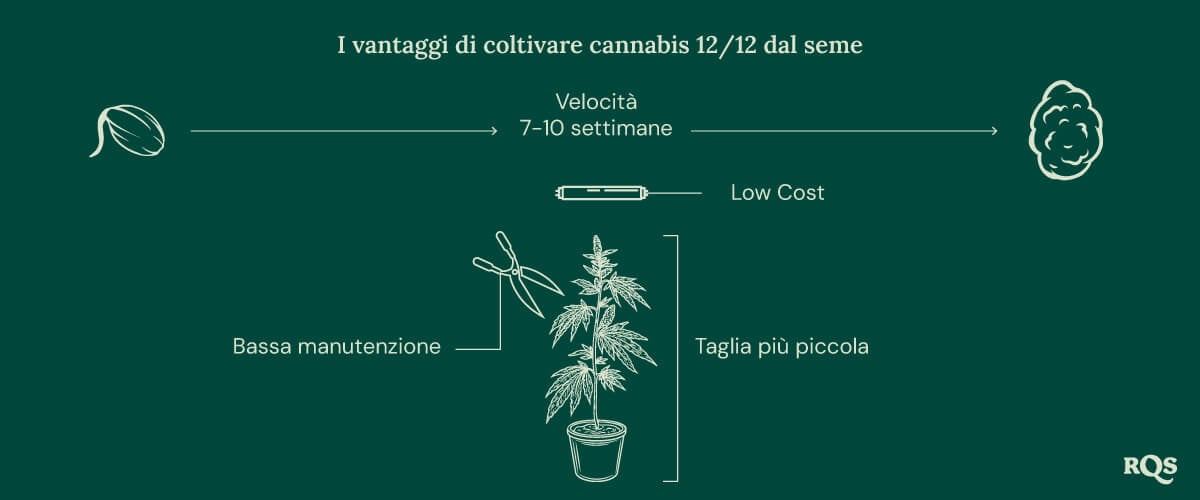 12-12 Cannabis Light Cycle advantages