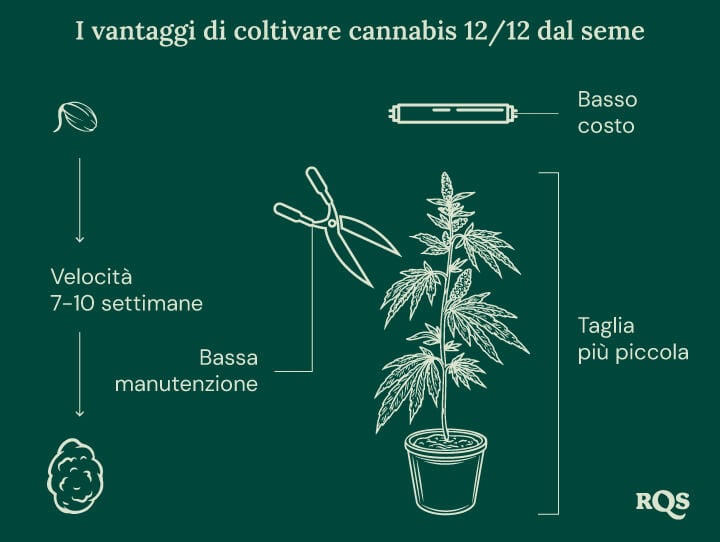 12-12 Cannabis Light Cycle advantages