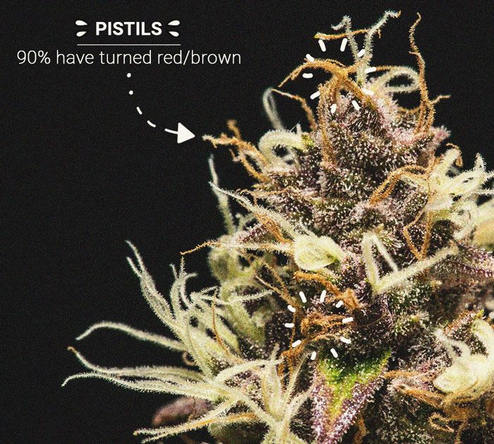 Come aumentare la potenza della cannabis Come aumentare la potenza della cannabis
