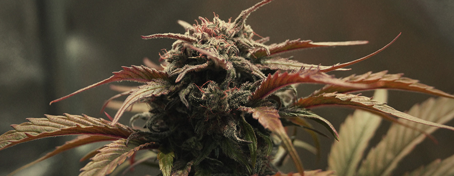 Amnesia Haze Amnesia Haze