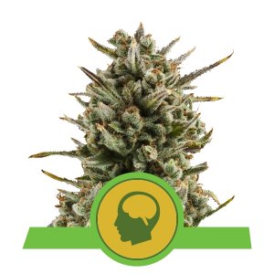 Acquistare Amnesia Haze Automatic Acquistare Amnesia Haze Automatic
