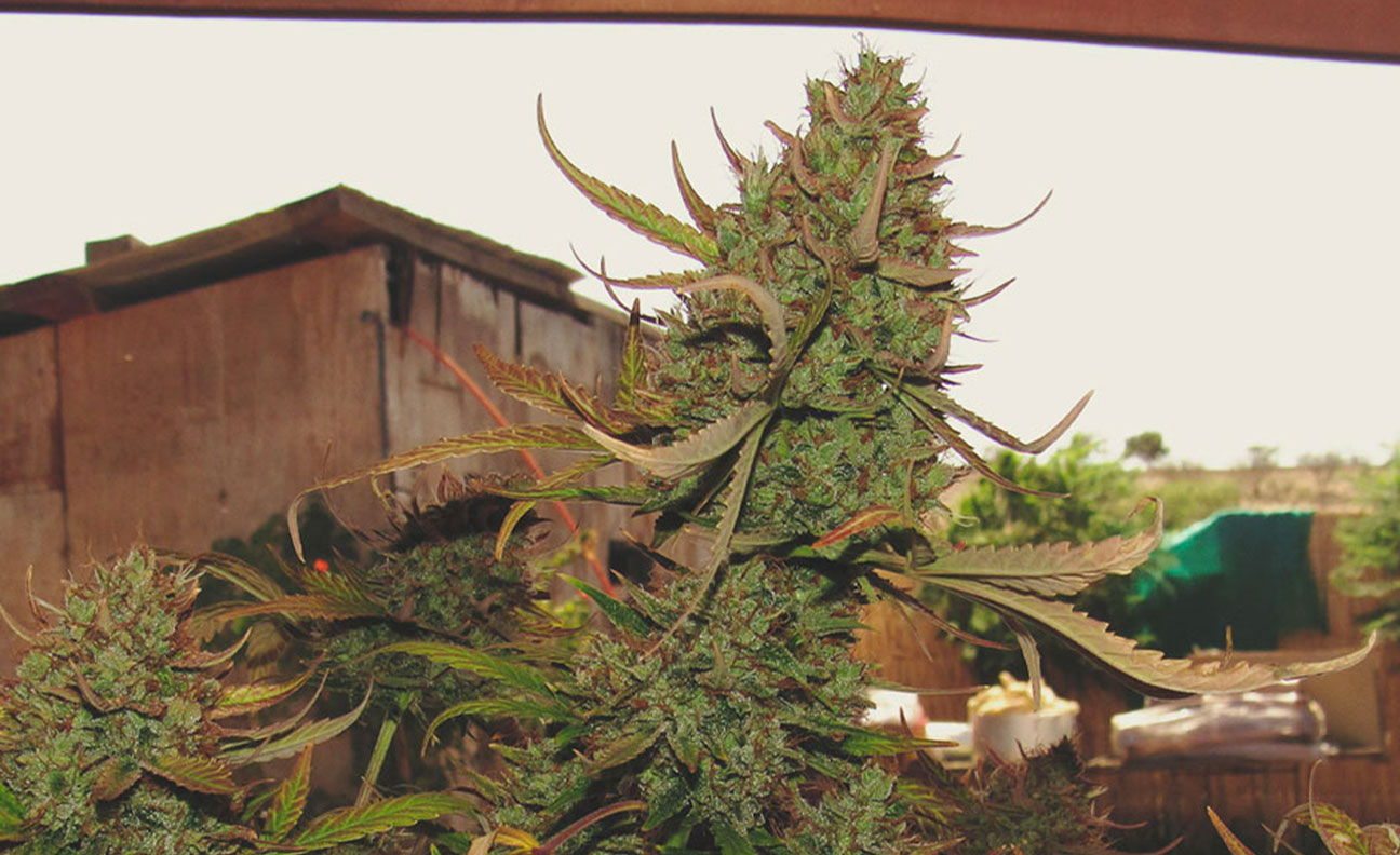 Top 10 High-Yielding Outdoor Cannabis Strains