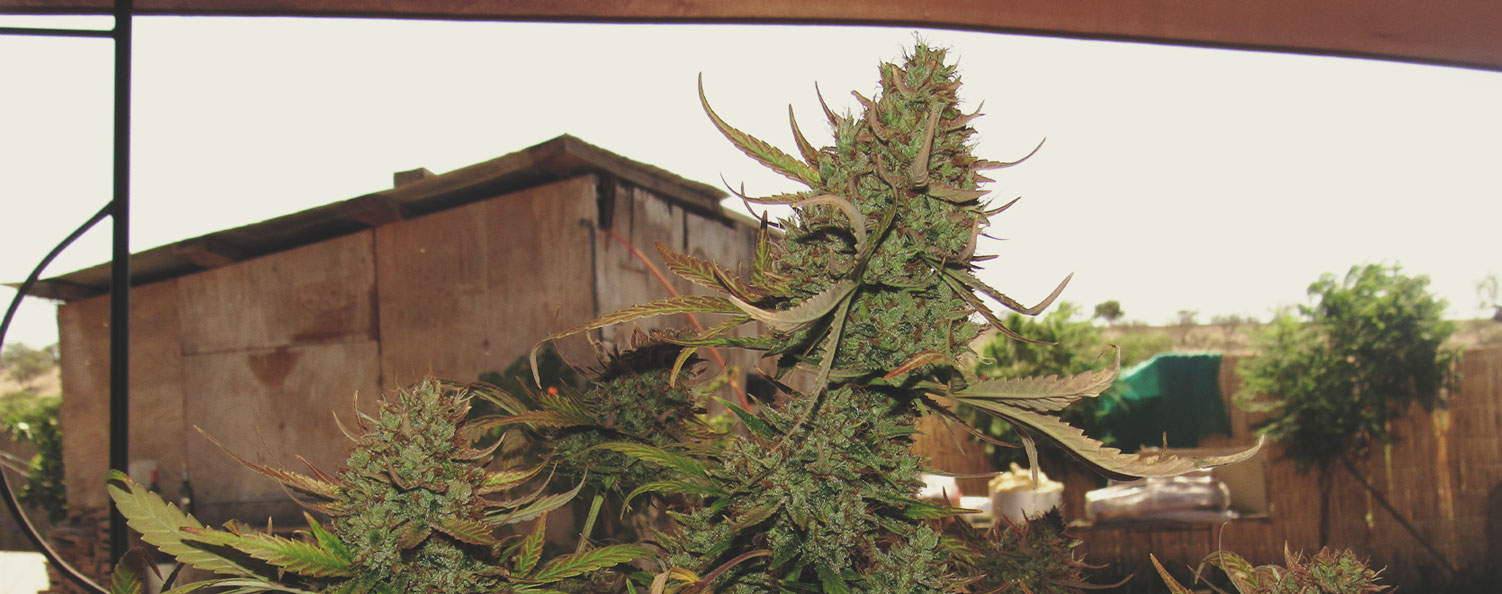 Top 10 High-Yielding Outdoor Cannabis Strains