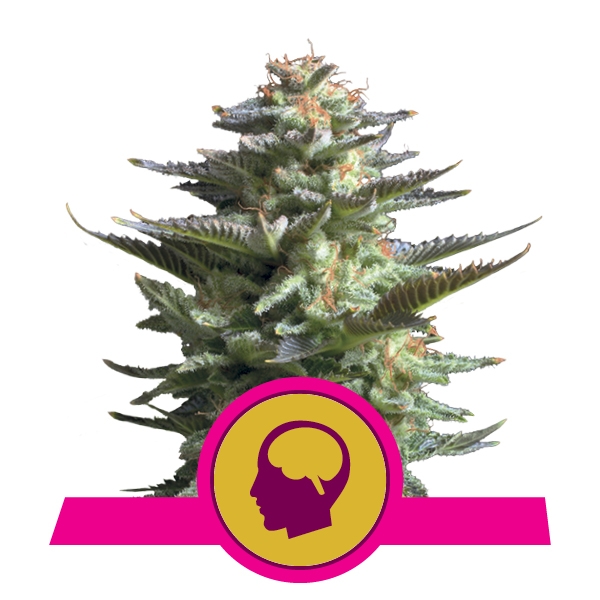 Amnesia Haze Royal Queen Seeds Amnesia Haze Royal Queen Seeds
