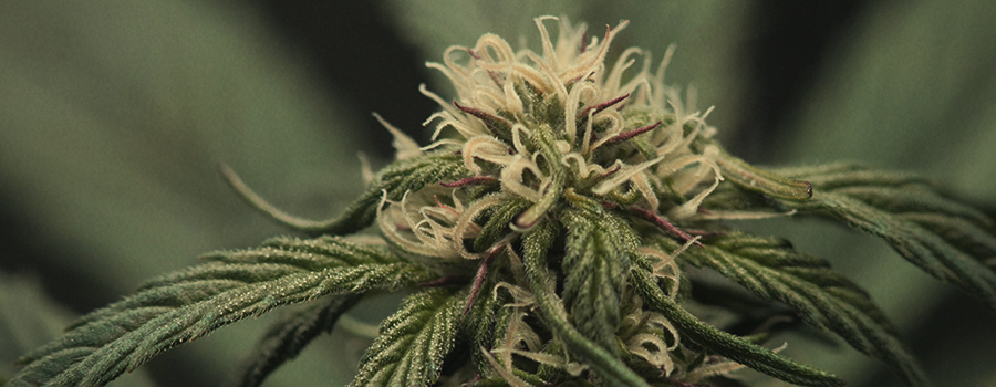Amnesia Haze Amnesia Haze