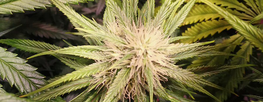 Amnesia Haze Amnesia Haze