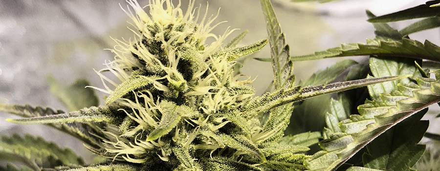Amnesia Haze Amnesia Haze