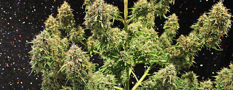 Amnesia Haze Cannabis Climi Caldi Amnesia Haze Cannabis Climi Caldi