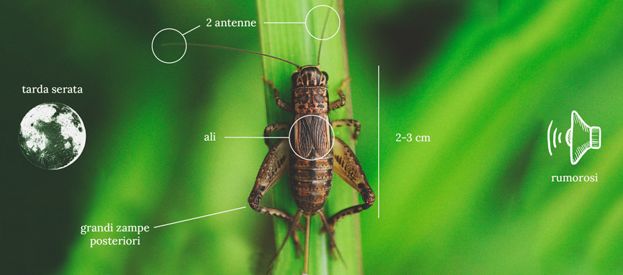 Come tenere i grilli lontani dalle piante di cannabis