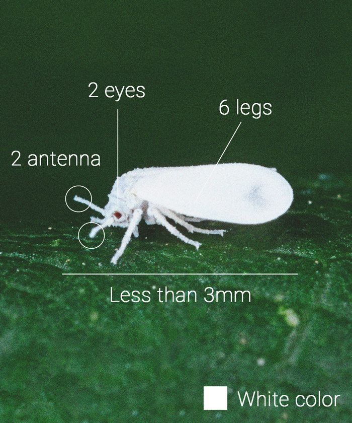 Cannabis e mosca bianca: Come controllarla e prevenirla 