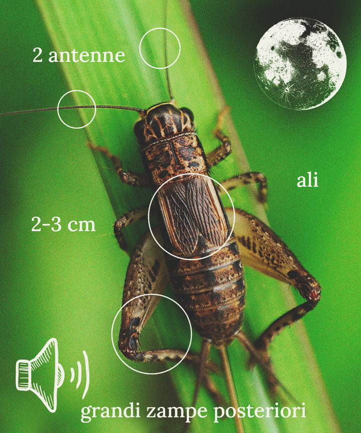 Come tenere i grilli lontani dalle piante di cannabis