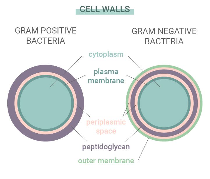 Batteri Gram-positivi e Gram-negativi