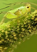 Aphids