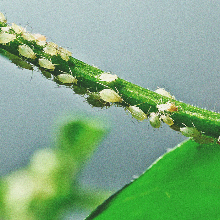 The Basics of Cannabis Outdoor Growing (Part 4) The Basics of Cannabis Outdoor Growing (Part 4)