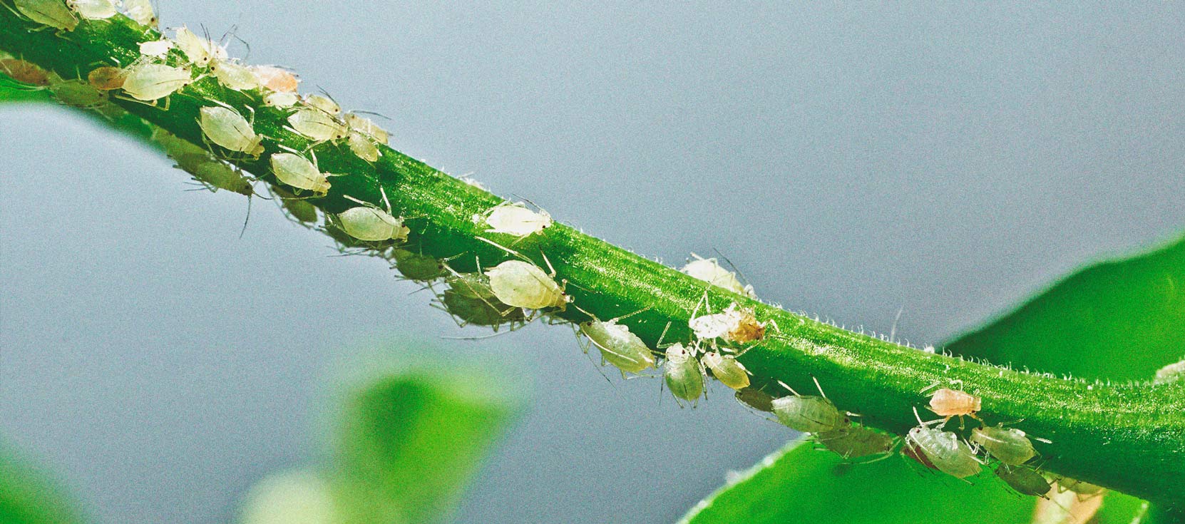 The Basics of Cannabis Outdoor Growing (Part 4) The Basics of Cannabis Outdoor Growing (Part 4)