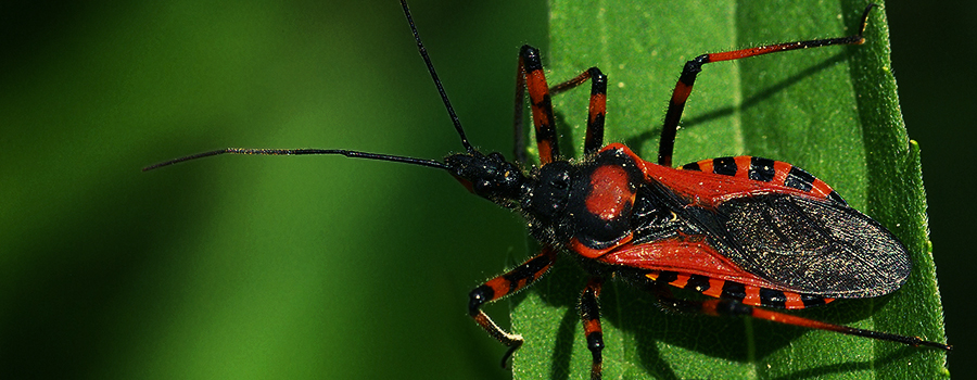 USARE LE CIMICI ASSASSINE PER PATTUGLIARE LE CHIOME DELLE PIANTE USARE LE CIMICI ASSASSINE PER PATTUGLIARE LE CHIOME DELLE PIANTE