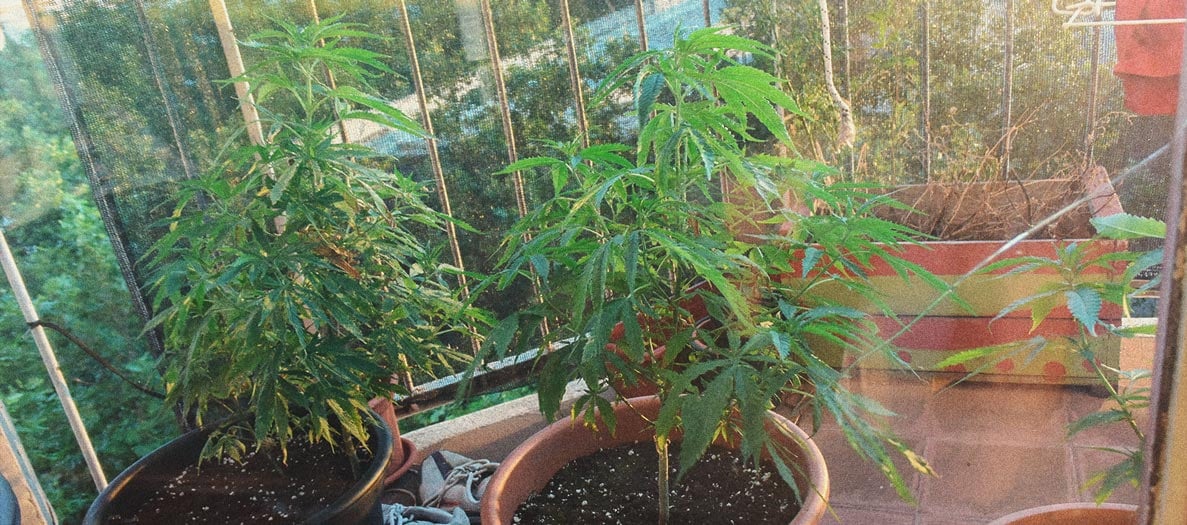Come coltivare cannabis indoor senza lampade