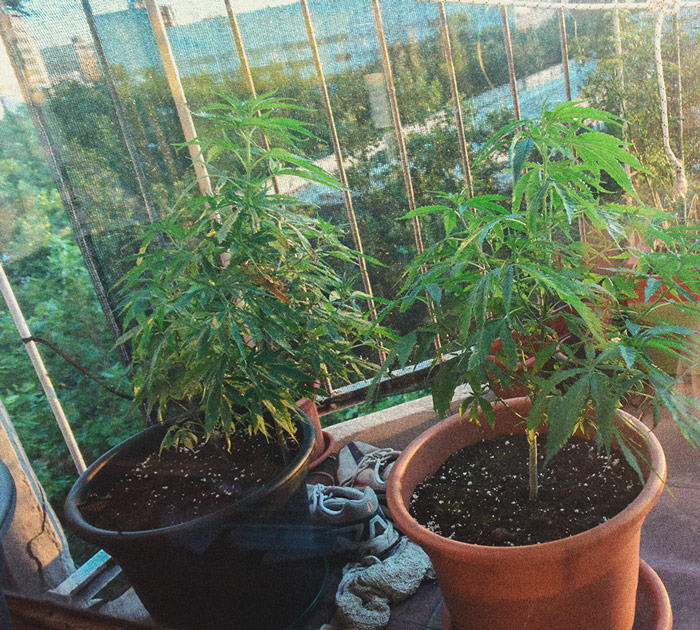 Come coltivare cannabis indoor senza lampade