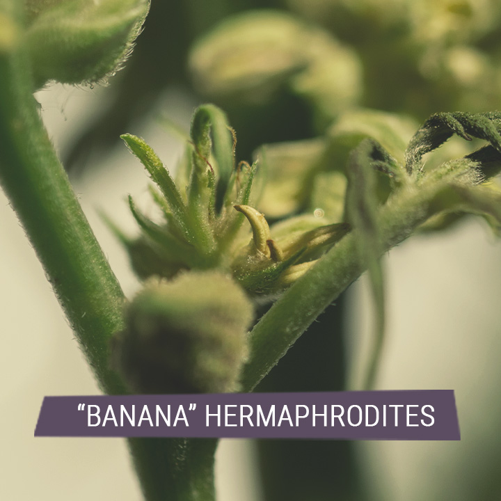 BANANA HERMAPHRODITES BANANA HERMAPHRODITES