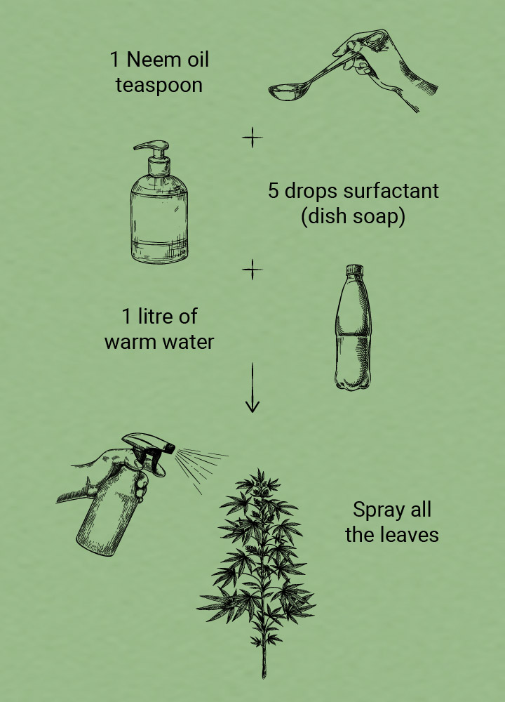 How to get rid of ants on weed plants