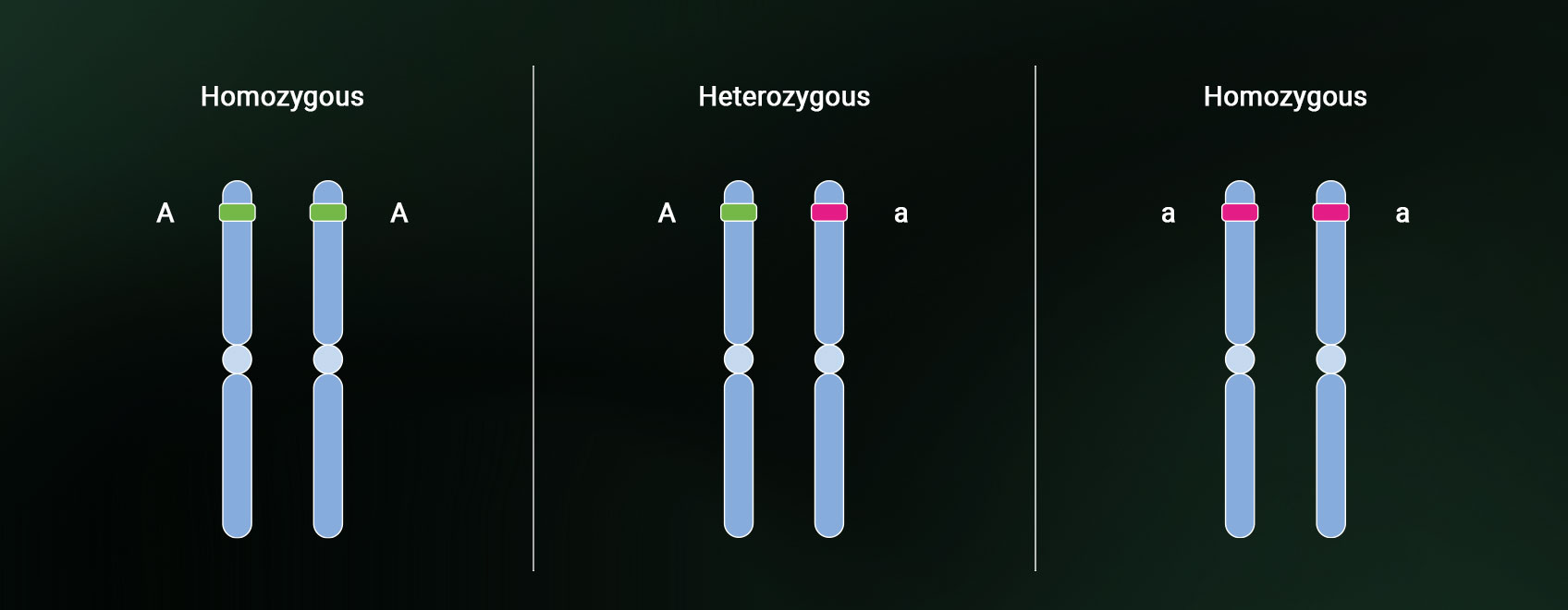 Heterozygosity and homozygosity