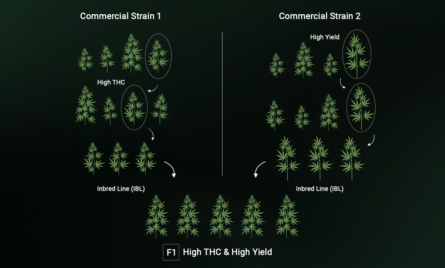 How are F1 Seeds Created?