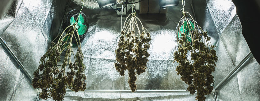 Drying Buds