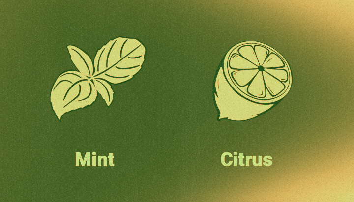 Thin Mint Cookies Cannabis Strain Taste