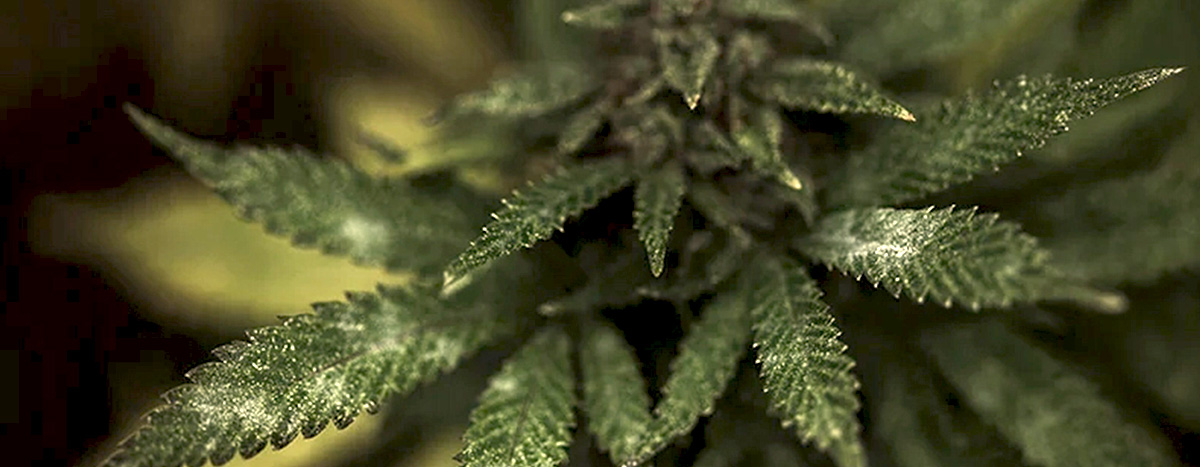 Muffa in una pianta di cannabis