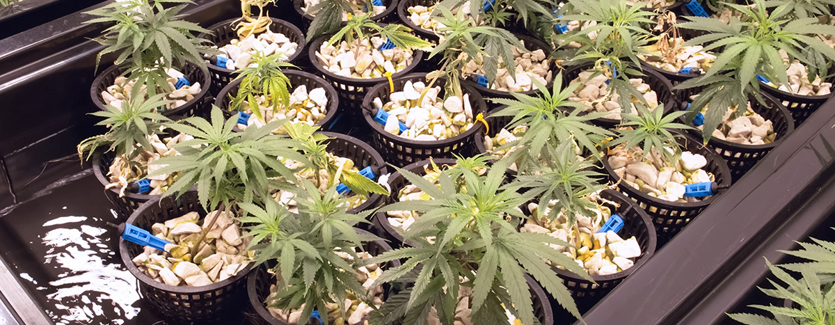 Grow room idroponica Grow room idroponica