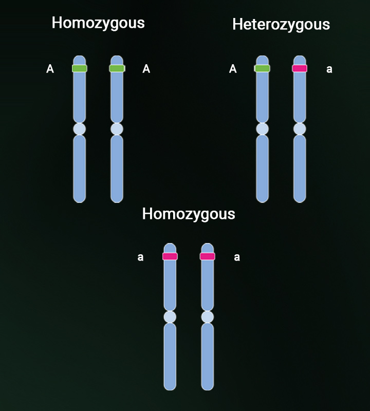 Heterozygosity and homozygosity