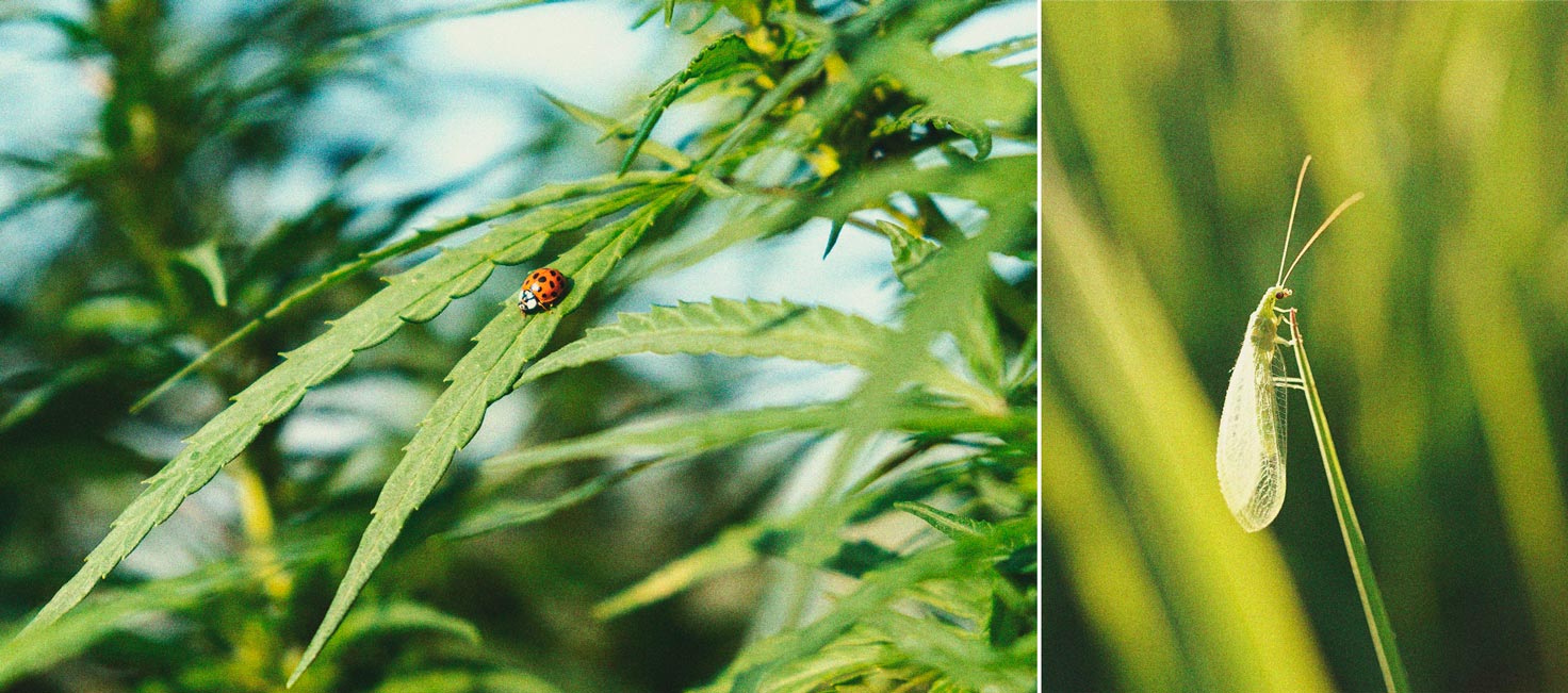 Cannabis e mosca bianca: Come controllarla e prevenirla 