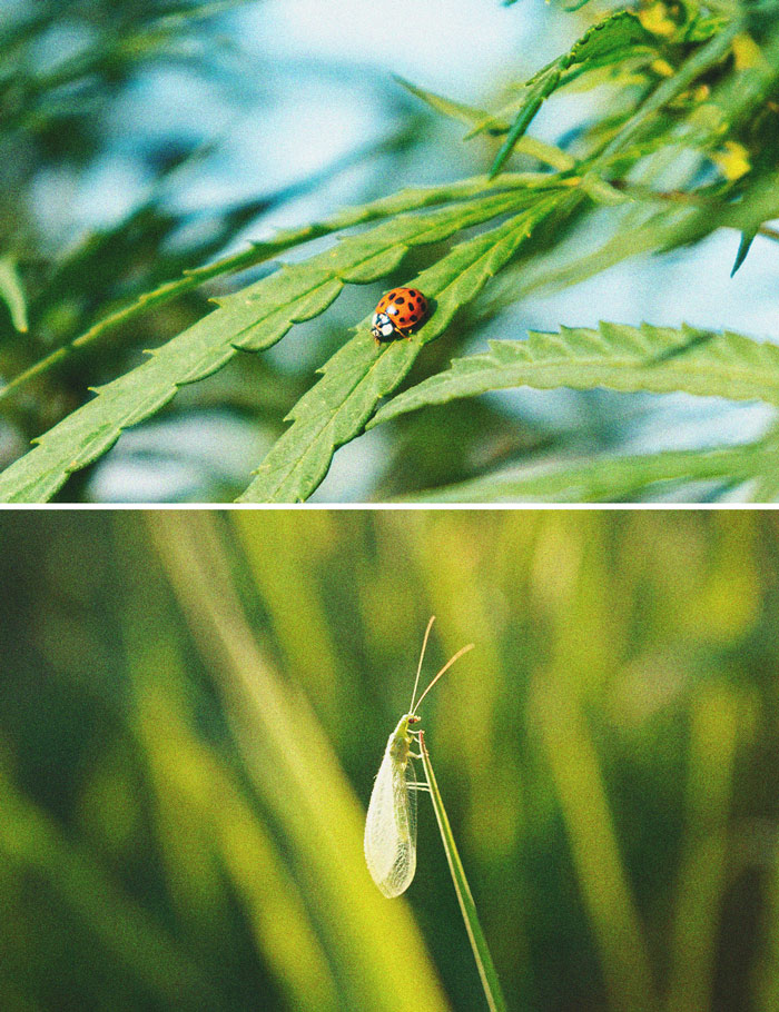 Cannabis e mosca bianca: Come controllarla e prevenirla 