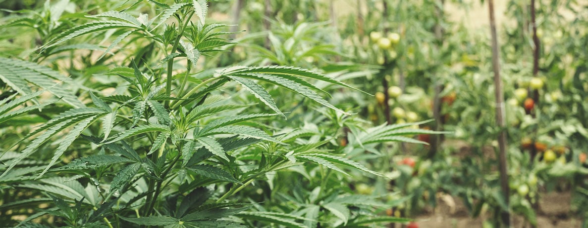 Come Avviare Una Piantagione Rigenerativa Di Cannabis In Giardino