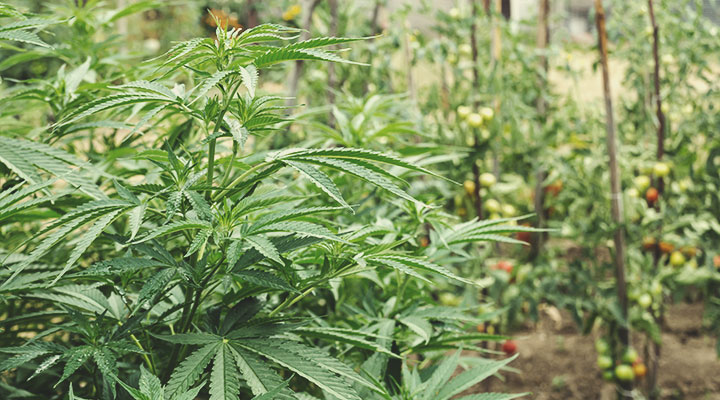 Come Avviare Una Piantagione Rigenerativa Di Cannabis In Giardino