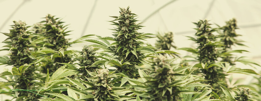 COME COLTIVARE LA CANNABIS IN UNA SERRA COME COLTIVARE LA CANNABIS IN UNA SERRA