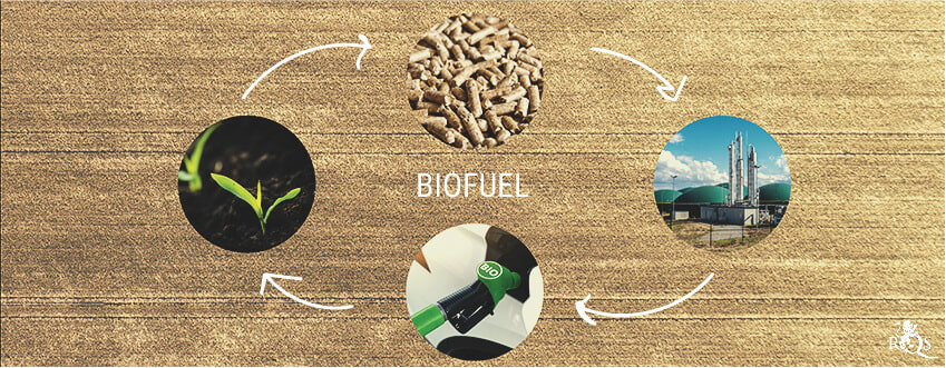 Che Cosa Sono i Biocarburanti?