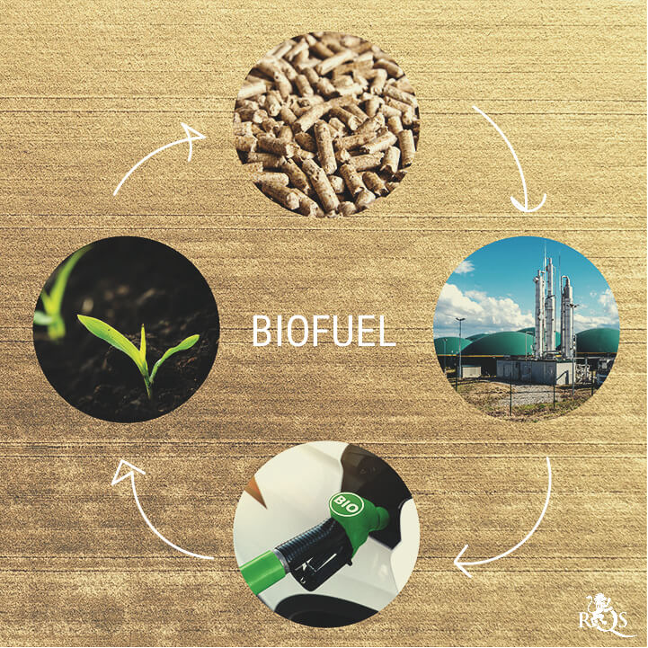 Che Cosa Sono i Biocarburanti?