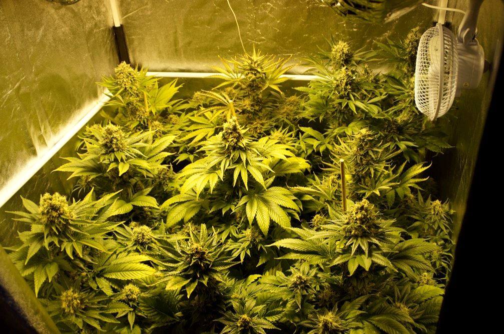 Migliori semi di marijuana Migliori semi di marijuana
