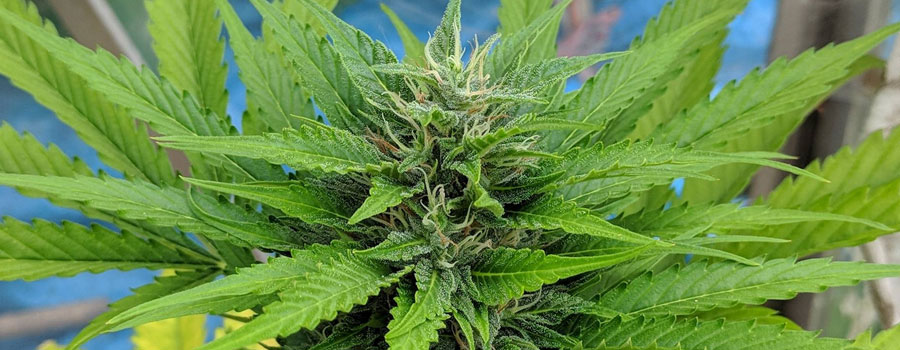 Reale Moby femminilizzata foto molto dettagliata della pianta di cannabis Reale Moby femminilizzata foto molto dettagliata della pianta di cannabis