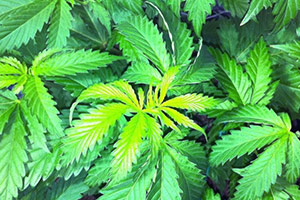 Cannabis foglie verdi Cannabis foglie verdi